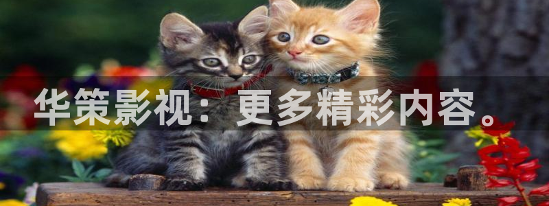 午夜tv在线观看av
