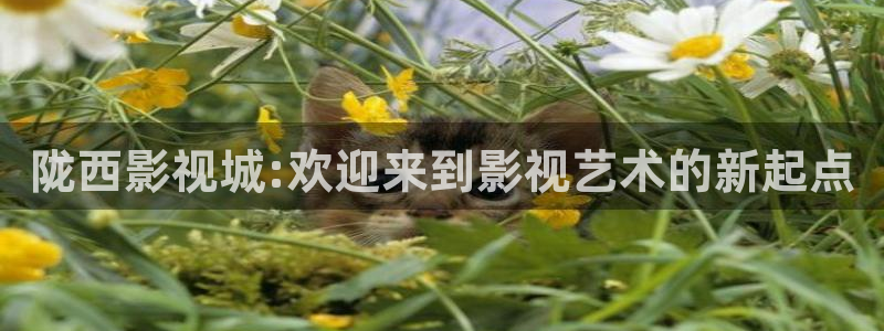 夫妻午夜免费电影